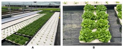 Hydroponic lettuce defective leaves identification based on improved YOLOv5s